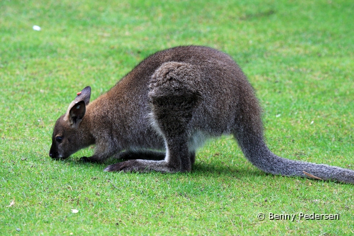 brunhalset kaenguru IMG_9988.jpg - Brunhalset  Kænguru (Macropus rufogriseus)